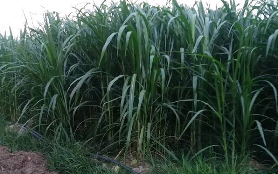 Bò 3b ăn cỏ gì tốt 