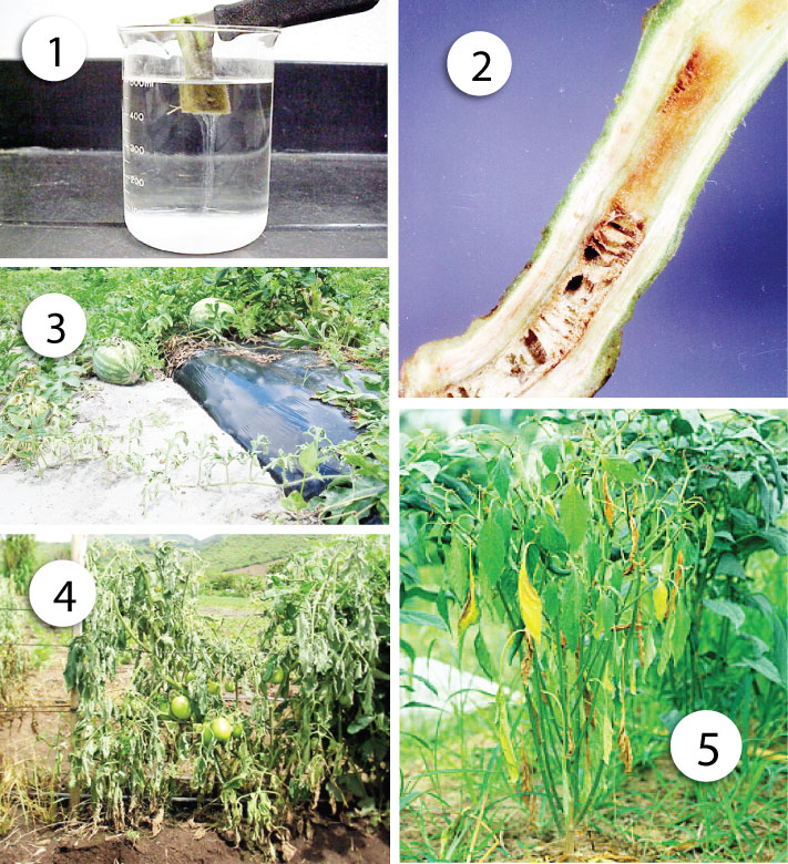 Vi sinh vật gây bệnh cho cây