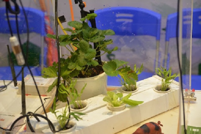 Khởi nghiệp với nông nghiệp thông minh thành công ngoài mong đợi