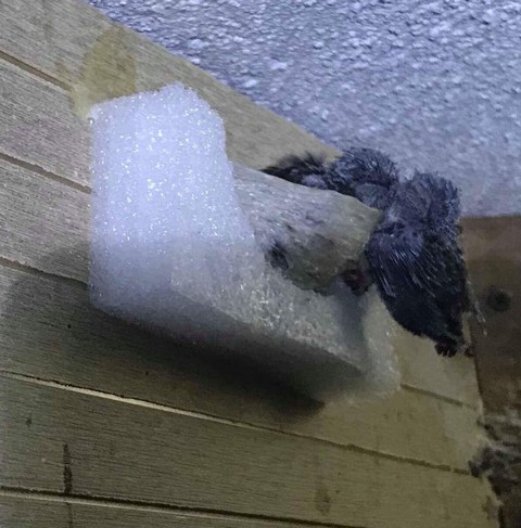 Cần chú trọng đến kỹ thuật chăm sóc yến theo đặc tính sinh sản