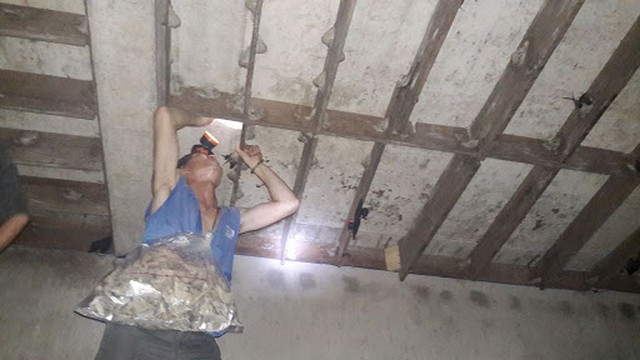 Thu hoạch tổ yến là công đoạn cuối trong kỹ thuật nuôi yến trong nhà