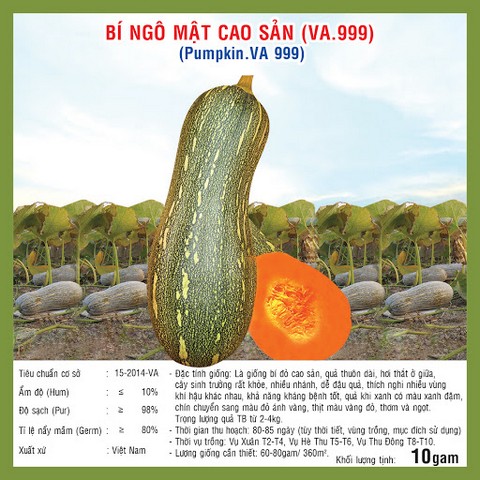 Có thể trồng bí đỏ hồ lô từ hạt giống F1 hay cây giống khỏe mạnh