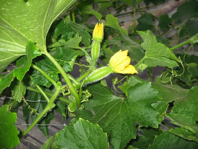 Bí xanh không kén chọn nguồn dinh dưỡng từ các loại phân hữu cơ vi sinh