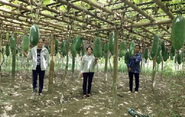 Phòng trừ sâu bệnh hại cho bí xanh trong thời kỳ cây con góp phần hạn chế tình trạng lây lan