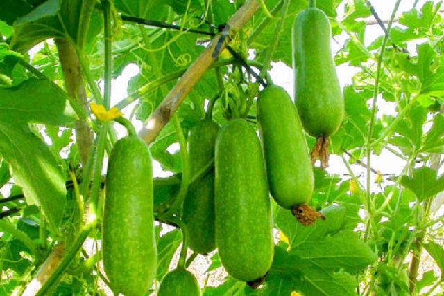 Chia sẻ kỹ thuật trồng bí xanh mang lại năng suất tốt nhất