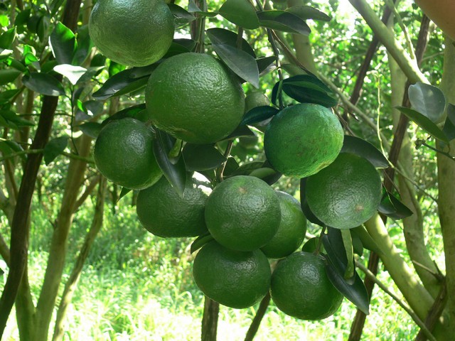 Cam trồng đúng kỹ thuật sẽ đạt năng suất và chất lượng cao