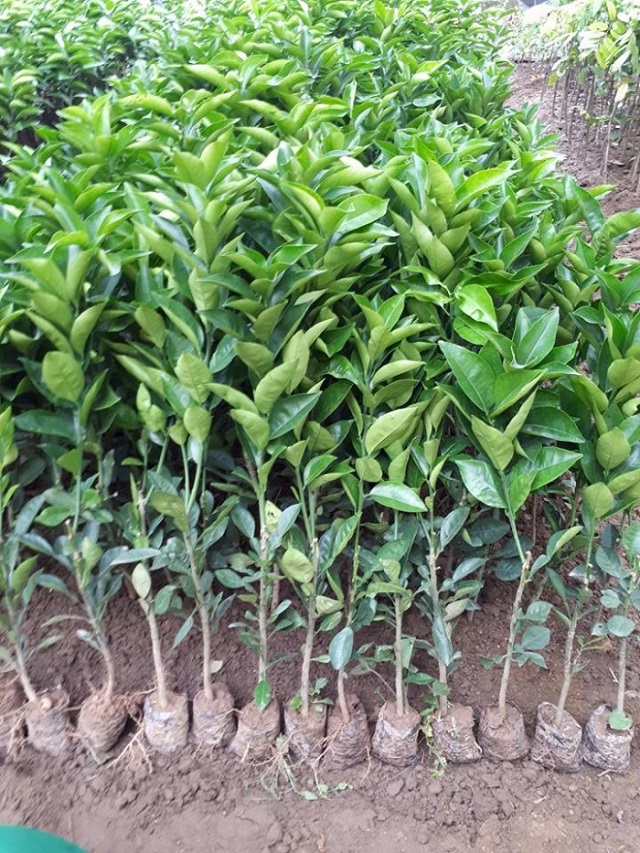 Trước khi trồng cam sành cần bón phân lót cho các hố trồng