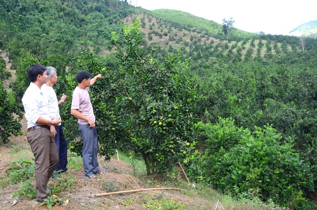 Lượng phân bón cho cây cam sành trong mỗi giai đoạn sẽ không giống nhau