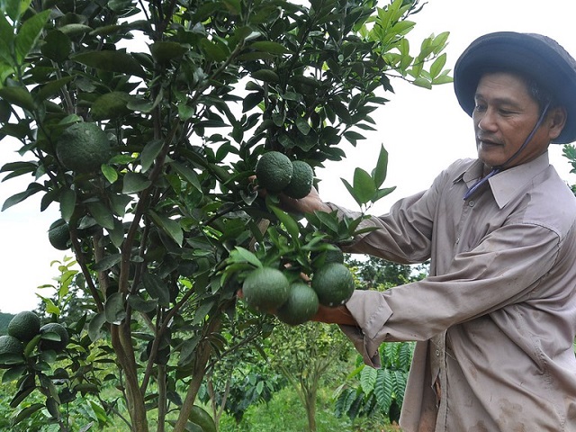 Cam sành đến thời điểm thu hoạch sẽ có một phần vỏ ngả vàng và bề mặt quả căng bóng