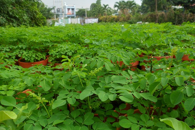 Kỹ thuật trồng cây chùm ngây cho cả năng suất và chất lượng cao