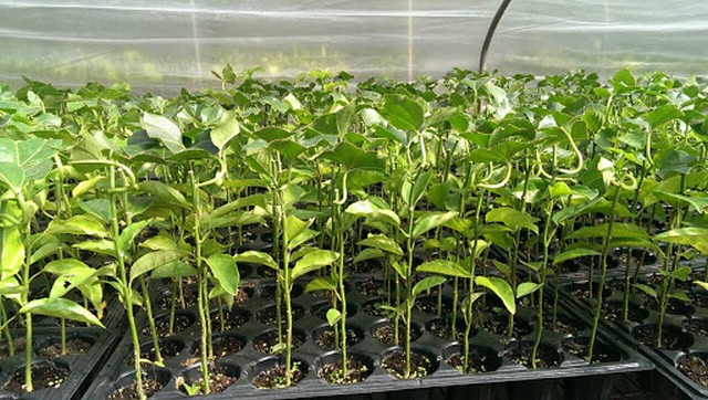 Bà con có thể tự ươm giống chanh dây bằng hạt hoặc mua cây con về trồng