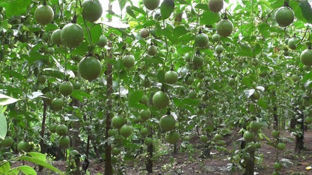 Làm giàn chanh dây đúng cách giúp cây phát triển tốt hơn