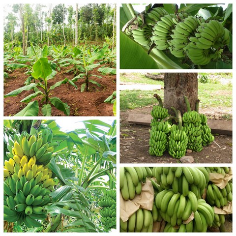 Kỹ thuật trồng chuối sớm cho quả lại đảm bảo được cả năng suất, chất lượng