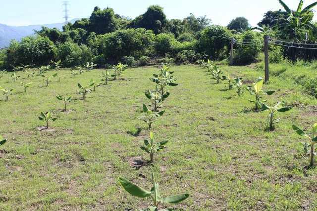 Chuối là loại cây có nhu cầu nước khá cao nhưng lại không chịu được ngập úng