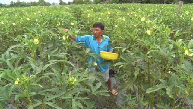 Kỹ thuật trồng đậu bắp cho thu hoạch trái nhiều quanh năm