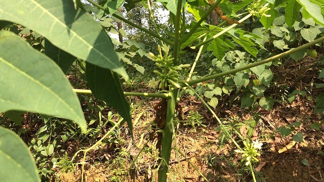 Nên trồng đu đủ vào cuối mùa mưa hoặc mùa xuân