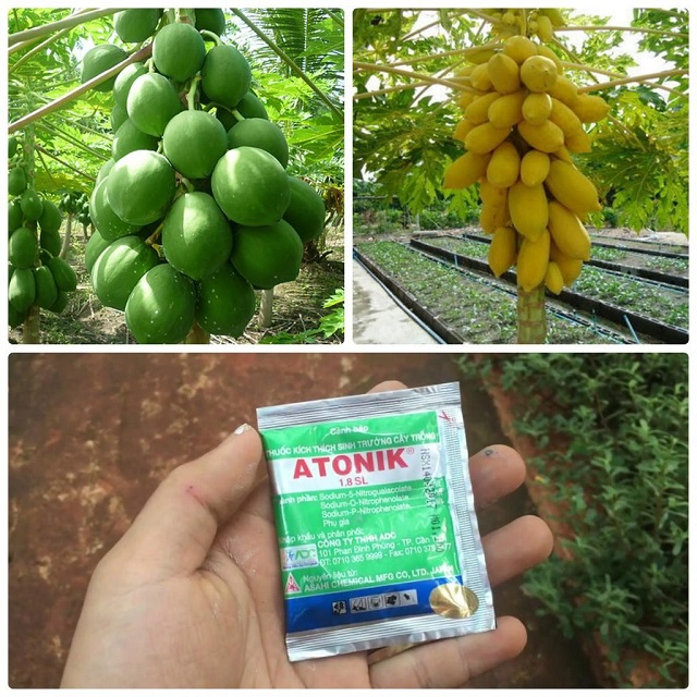 Bạn nên mua thuốc để phòng ngừa sâu bệnh gây hại cho cây