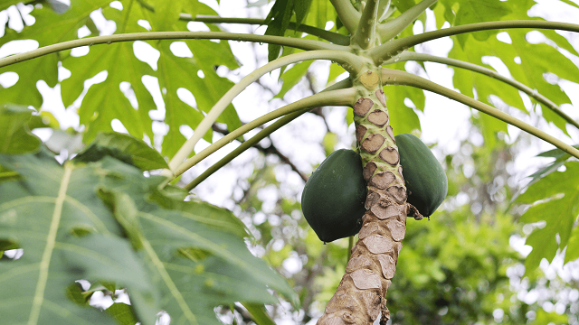 Kỹ thuật trồng đu đủ trong chậu sai quả và ít bệnh