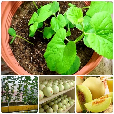 Chia sẻ kỹ thuật trồng dưa lê cho quả siêu ngọt, năng suất cao hàng năm