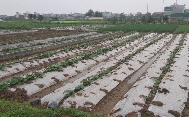 Đất trồng dưa lê cần canh tác và làm luống đúng kỹ thuật