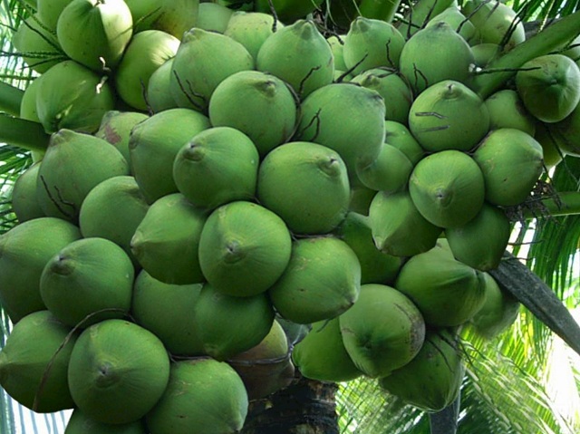 Dừa Xiêm Lùn có trái ngọt với giá bán từ 10.000đ/quả