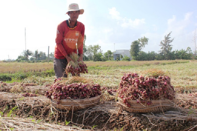 Kỹ thuật trồng hành củ nhanh thu hoạch với sản lượng cao