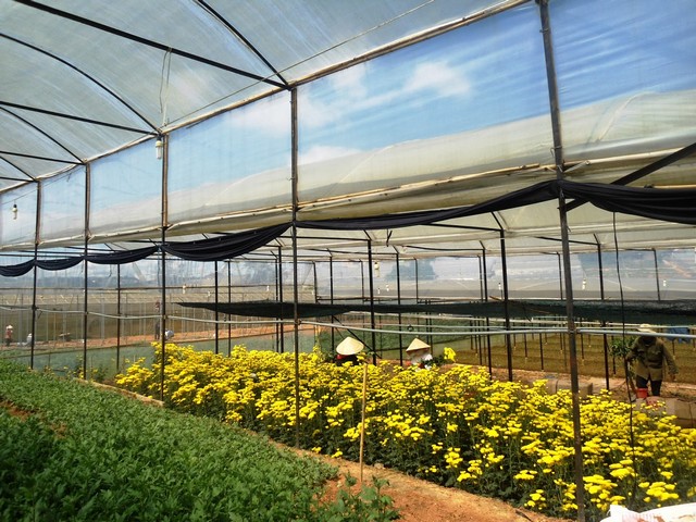 Hướng dẫn kỹ thuật trồng hoa cúc đơn giản cho hiệu quả kinh tế “siêu khủng”