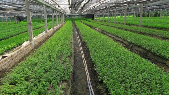 Ứng dụng công nghệ tưới hiện đại vào mô hình trồng hoa cúc