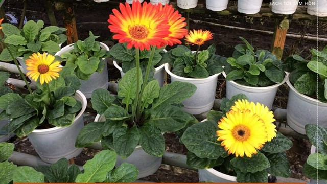 Hướng dẫn kỹ thuật trồng hoa đồng tiền trong chậu đơn giản vẫn cho hoa rực rỡ quanh năm