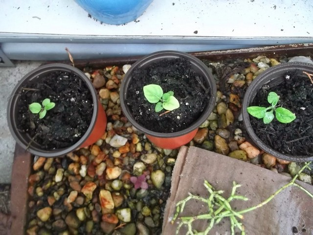 Hướng dẫn kỹ thuật trồng hoa đồng tiền trong chậu cho hoa đẹp bất ngờ