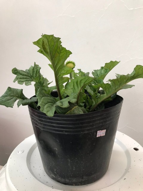 Nên chọn giống hoa đồng tiền đẹp, có sức sống tốt để trang trí không gian nhà