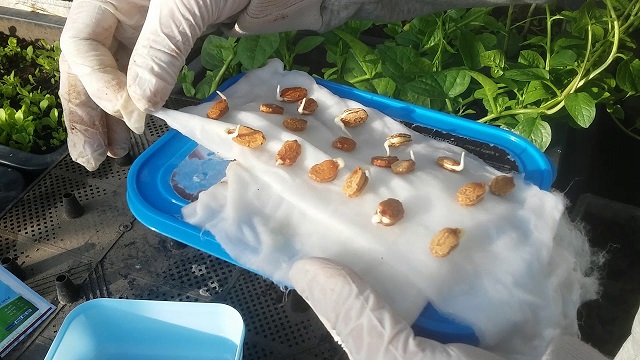 Có thể chọn cách trồng cây khổ qua từ việc ươm mầm hạt giống