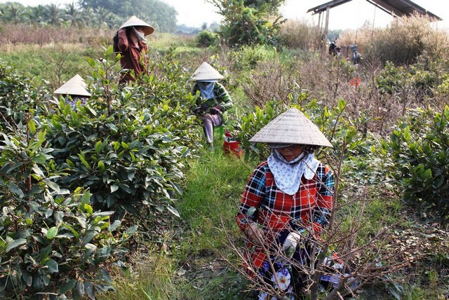Có thể chọn trồng mai trực tiếp trên nền đất hoặc trong chậu