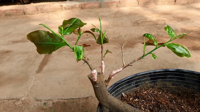 Mai vàng có thể trồng bằng phương pháp ghép cành