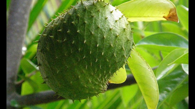 Tìm hiểu kỹ thuật trồng mãng cầu xiêm sớm ra trái vẫn đảm bảo chất lượng