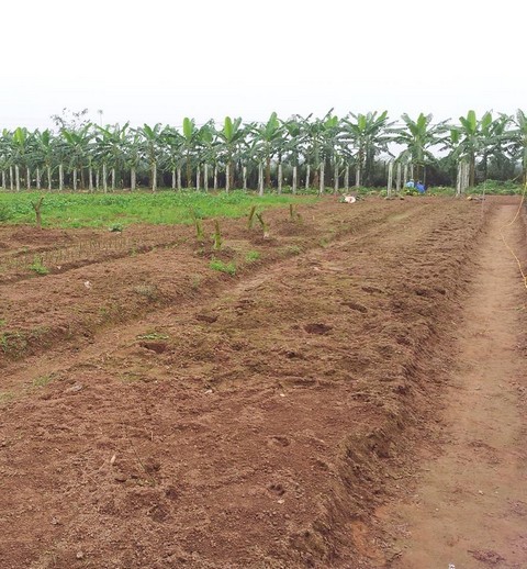 Mãng cầu xiêm sinh trưởng tốt nhất trên đất thịt nhẹ có độ pH từ 4,5 đến 6,5