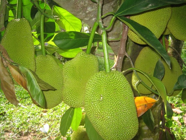 Chia sẻ kỹ thuật trồng mít siêu sớm đảm bảo năng suất cao