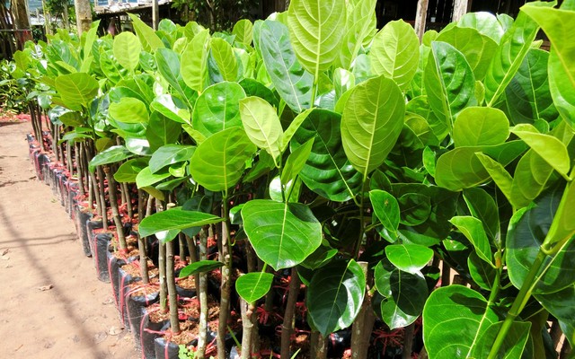 Mít Thái siêu sớm đang là loại cây trồng được nhiều bà con ưa chuộng