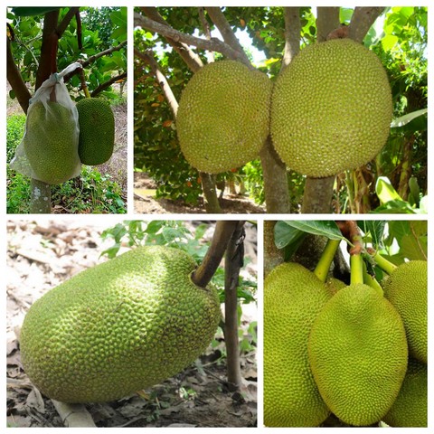 Chia sẻ tần tần tật từ A đến Z kỹ thuật trồng mít Thái cho năng suất cao