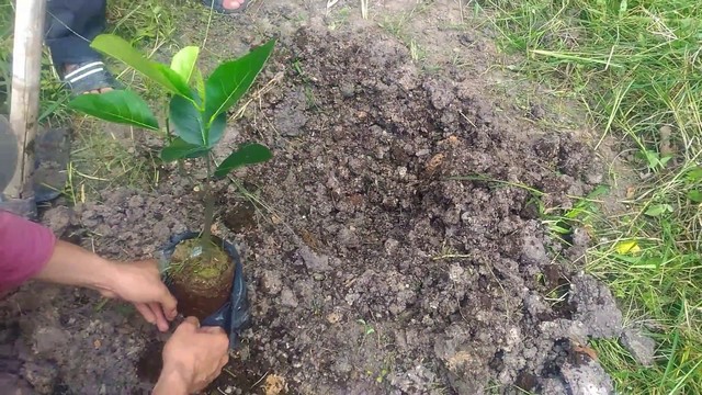 Mít là loại cây có sức sống tốt nên cải tạo đất không cần quá phức tạp