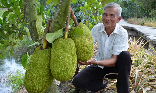 Mít Thái trồng đúng kỹ thuật sẽ cho quả bói sau 3 năm