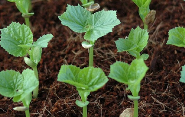 Cây mướp non khi mới trồng cần được cung cấp đủ nước để sinh trưởng tốt