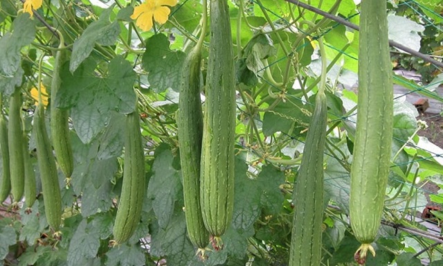 Mách bạn kỹ thuật trồng mướp cho năng suất vượt trội