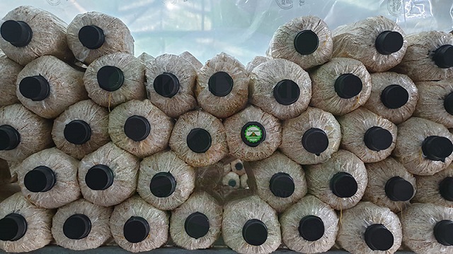 Kỹ thuật trồng nấm bào ngư không quá khó nhưng cần đảm bảo các quy trình