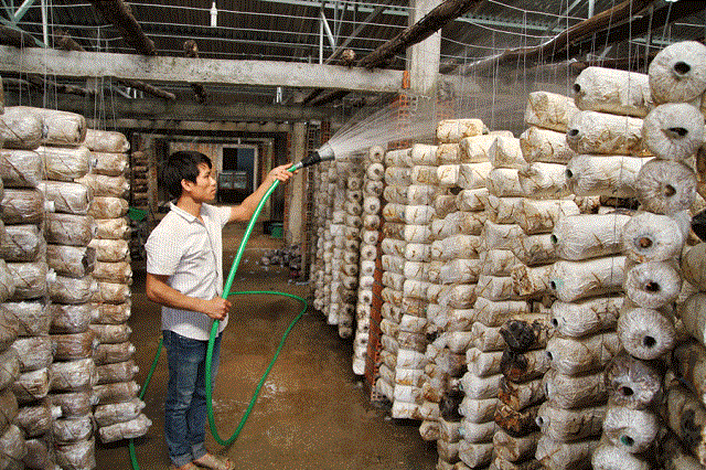 Nấm bào ngư ưa sống trong môi trường ẩm nên việc tưới nước là điều bắt buộc