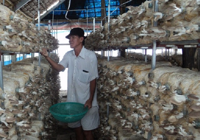 Việc xử lý nấm mốc xanh kịp thời sẽ hạn chế được tình trạng lây lan sang các phôi nấm khác