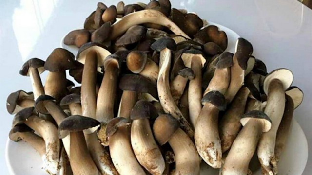 Bật mí kỹ thuật trồng nấm mối đen tại nhà vừa năng suất vừa chất lượng