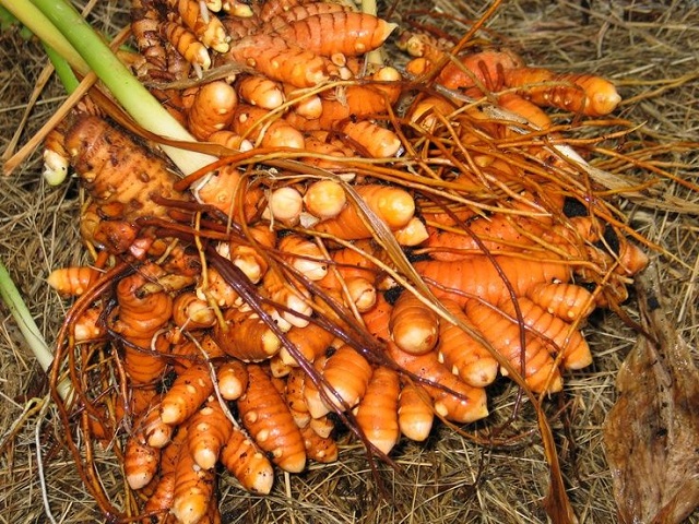 Mách bạn kỹ thuật trồng nghệ đỏ đơn giản cho năng suất cao