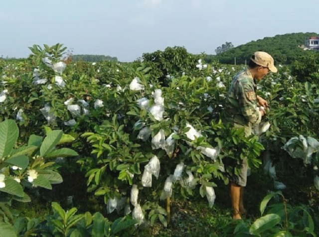 Vụ mùa ổi của 2 miền Nam – Bắc sẽ có sự khác biệt do điều kiện thời tiết