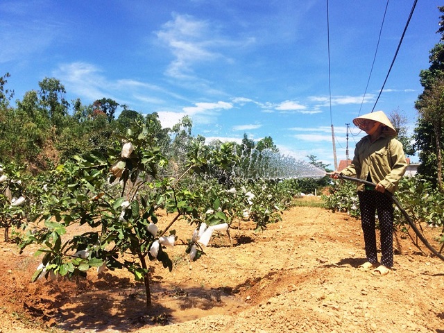 Lượng nước tưới cho cây ổi sẽ phụ thuộc vào từng giai đoạn phát triển của cây